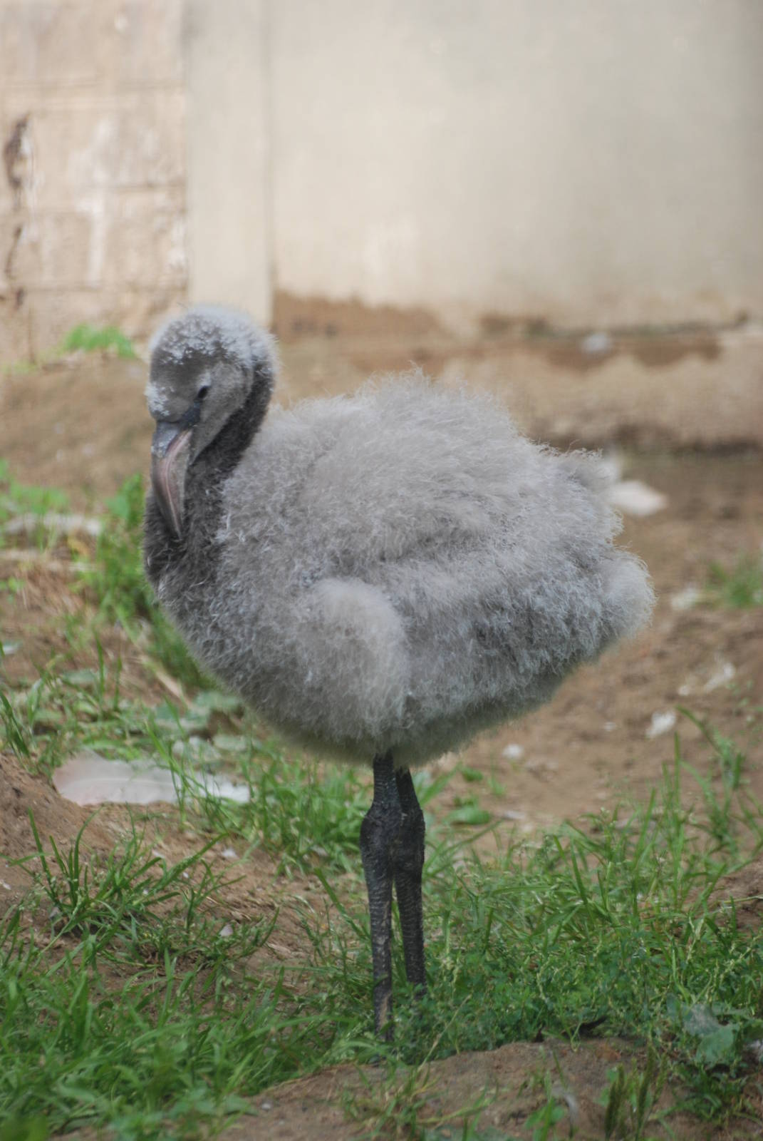 Flamingo Chick at Berlin Zoo, 31/08/11