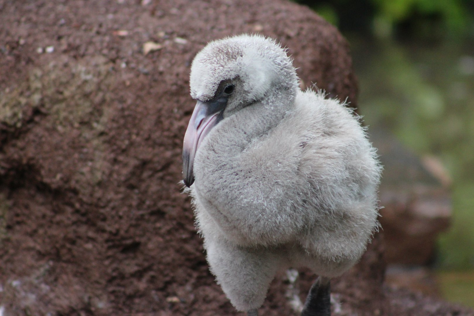 Flamingo Chick at the Philadelphia Zoo