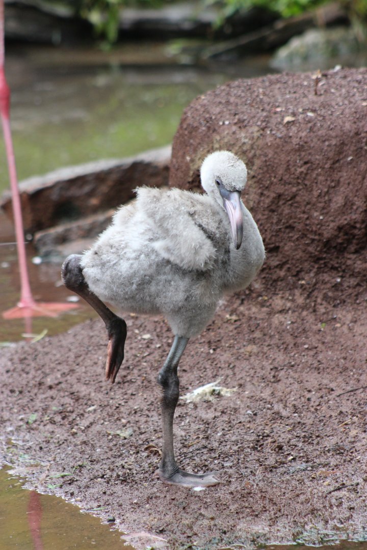 Flamingo Chick at the Philadelphia Zoo
