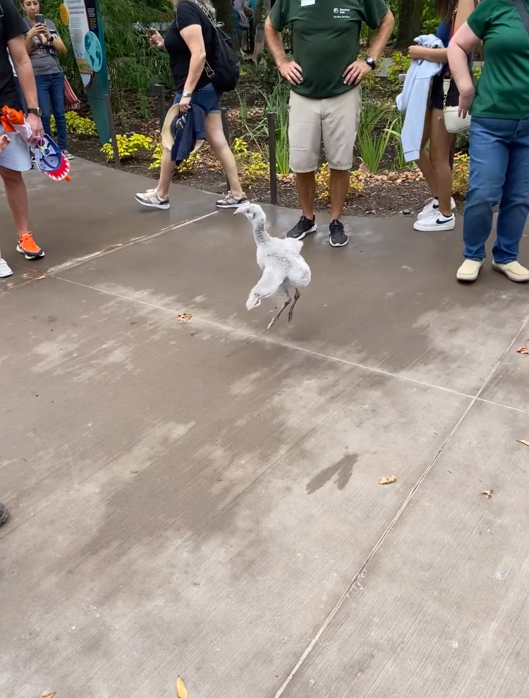 Flamingo Chick attempting to fly