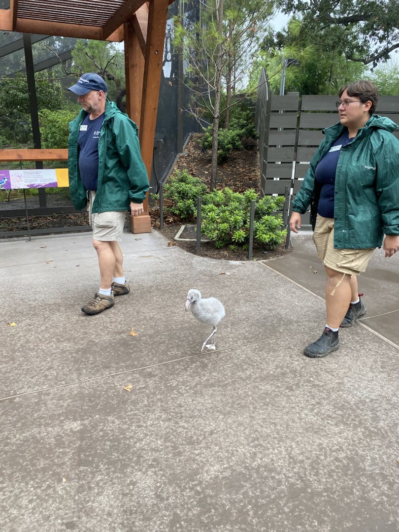 Flamingo Chick going on a walk