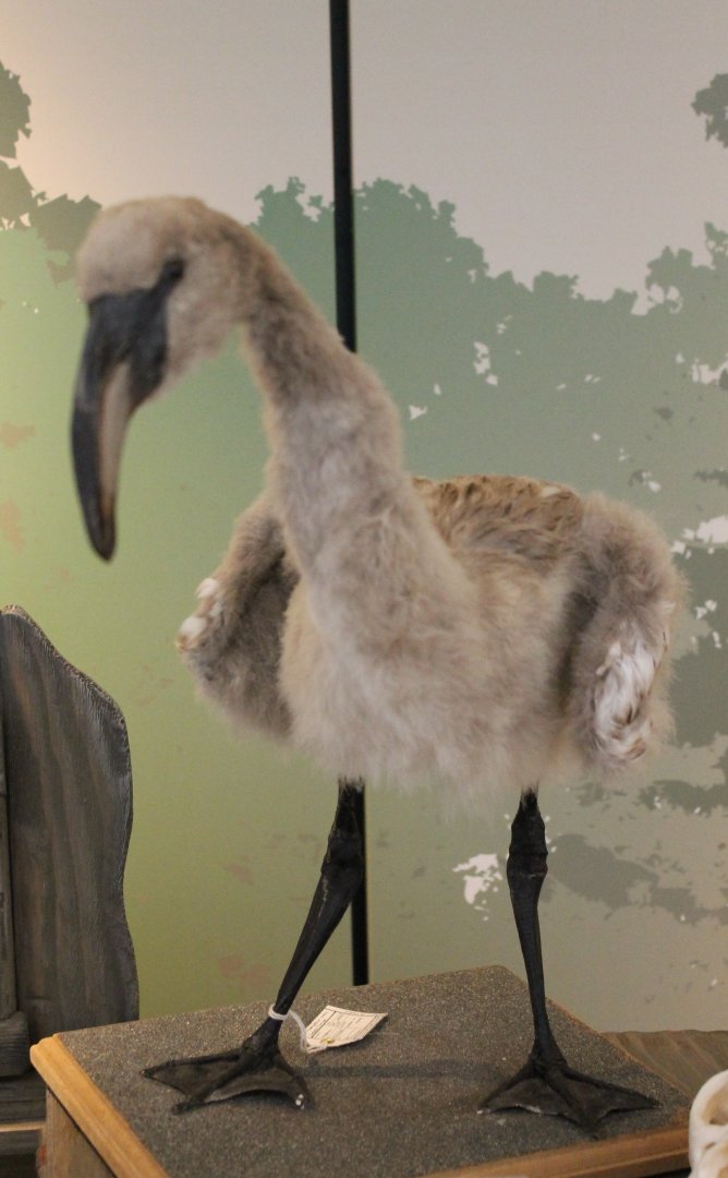 Flamingo-chick-specimen