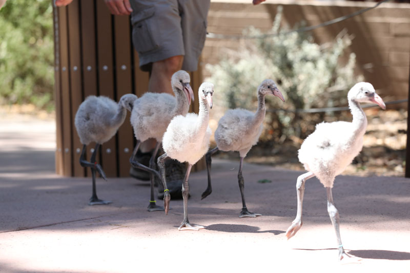 flamingo chick walk