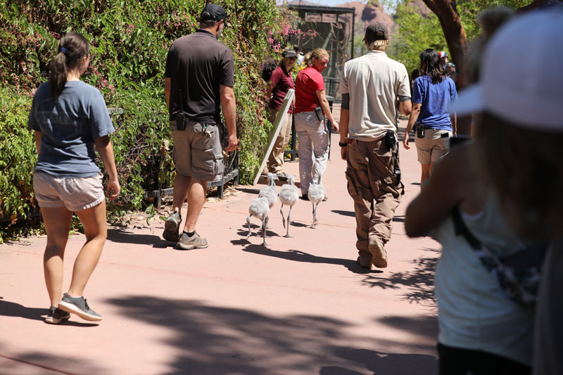 flamingo chick walk