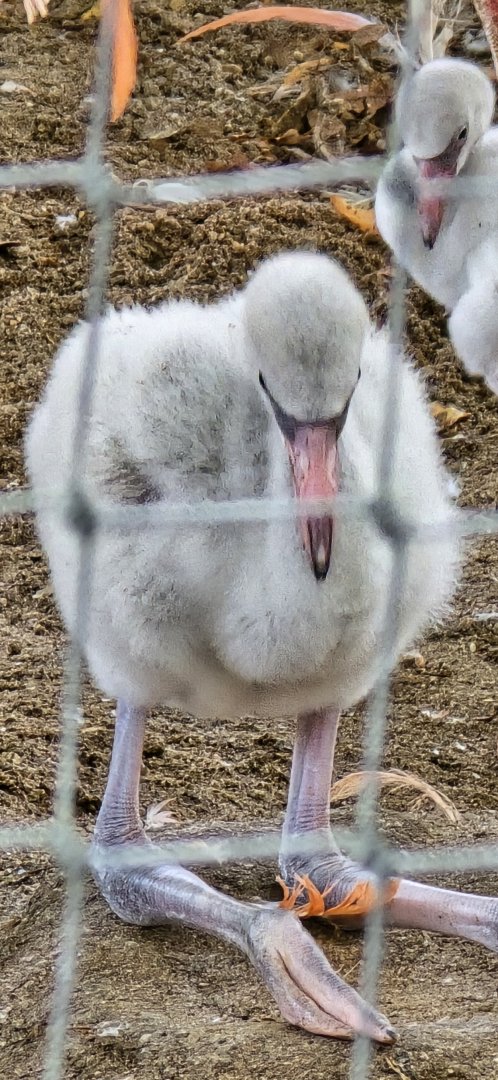 Flamingo chick