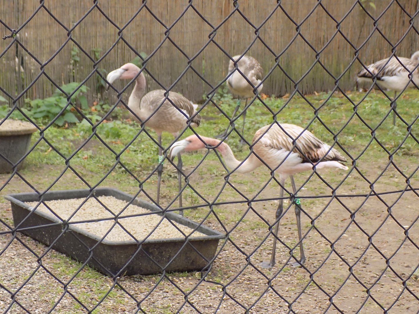 Flamingo Chicks in Wetland Bird Nursery