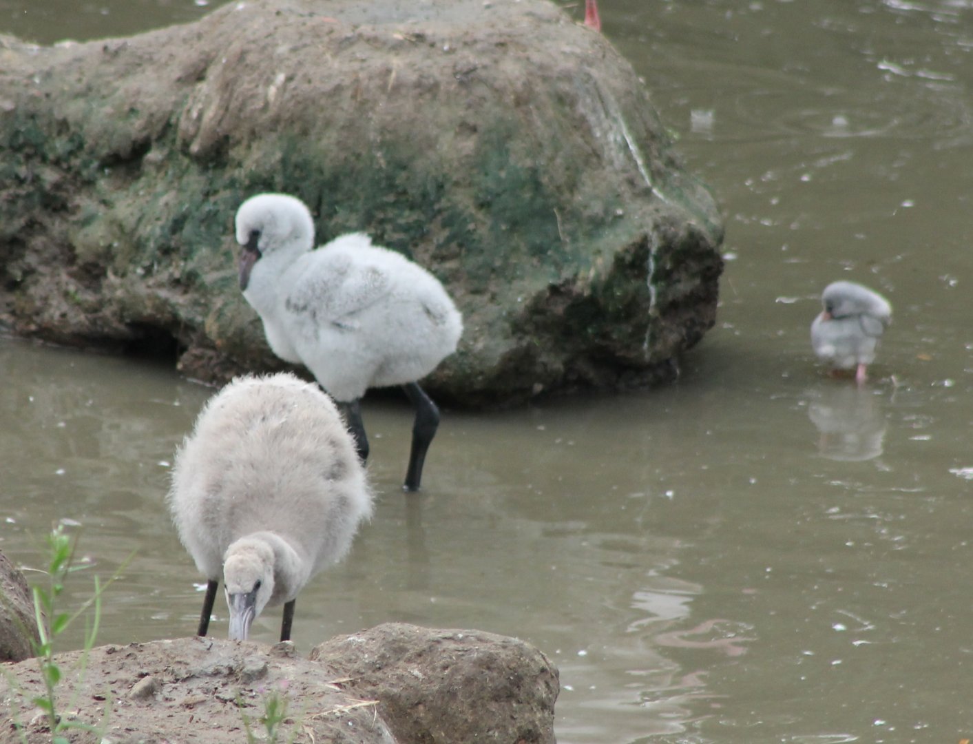 Flamingo-chicks