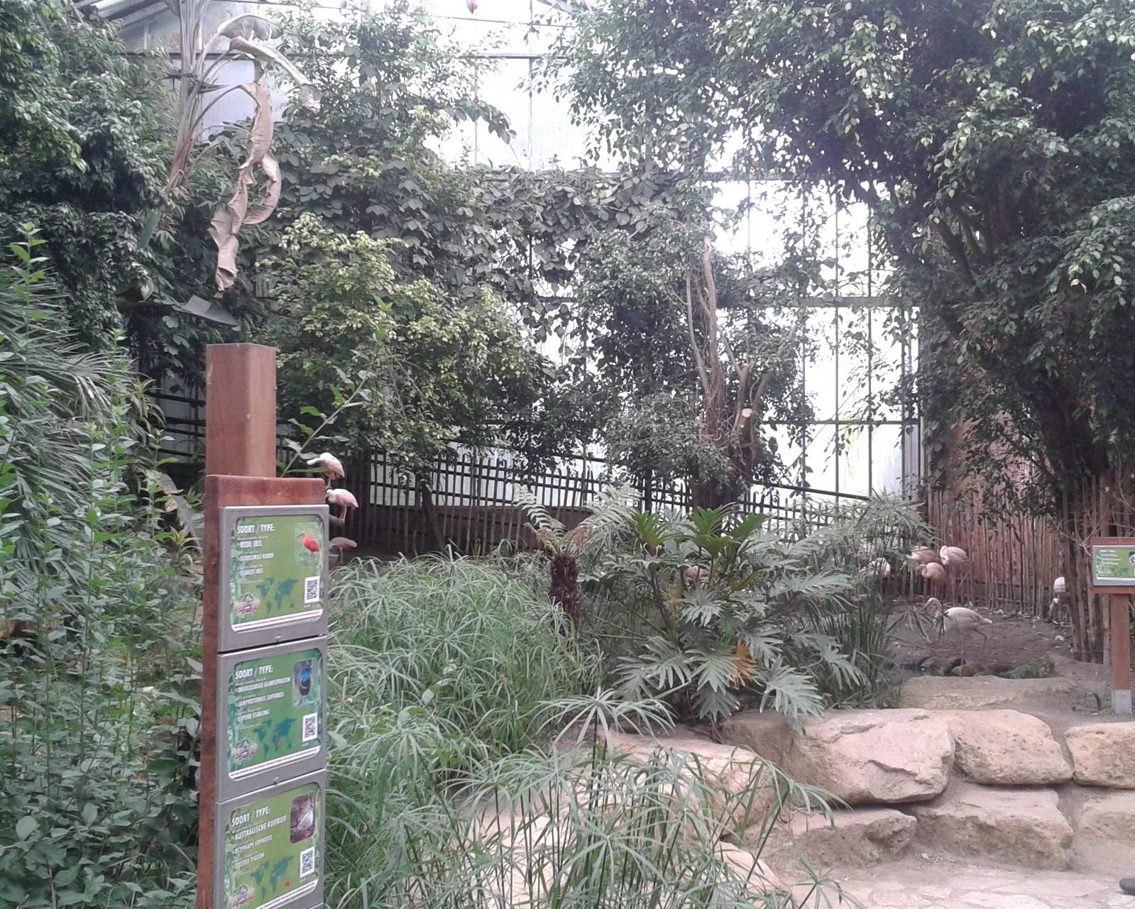 Flamingo corner in the Tropical House