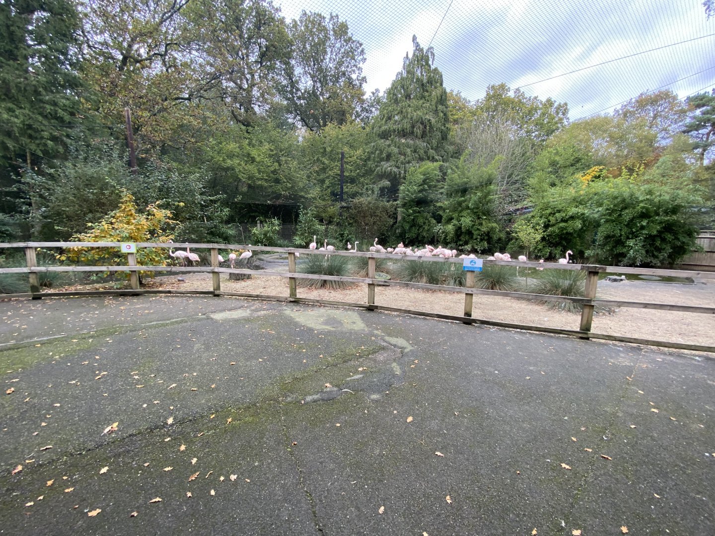 Flamingo Cove 061121