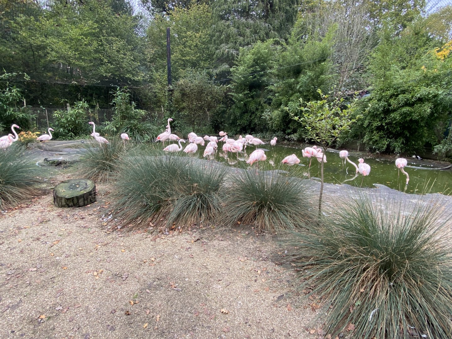 Flamingo Cove - Greater flamingos 061121