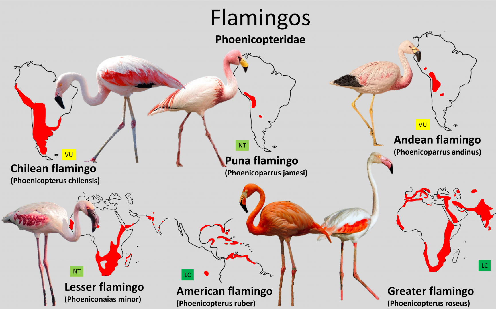 Flamingo distribution maps