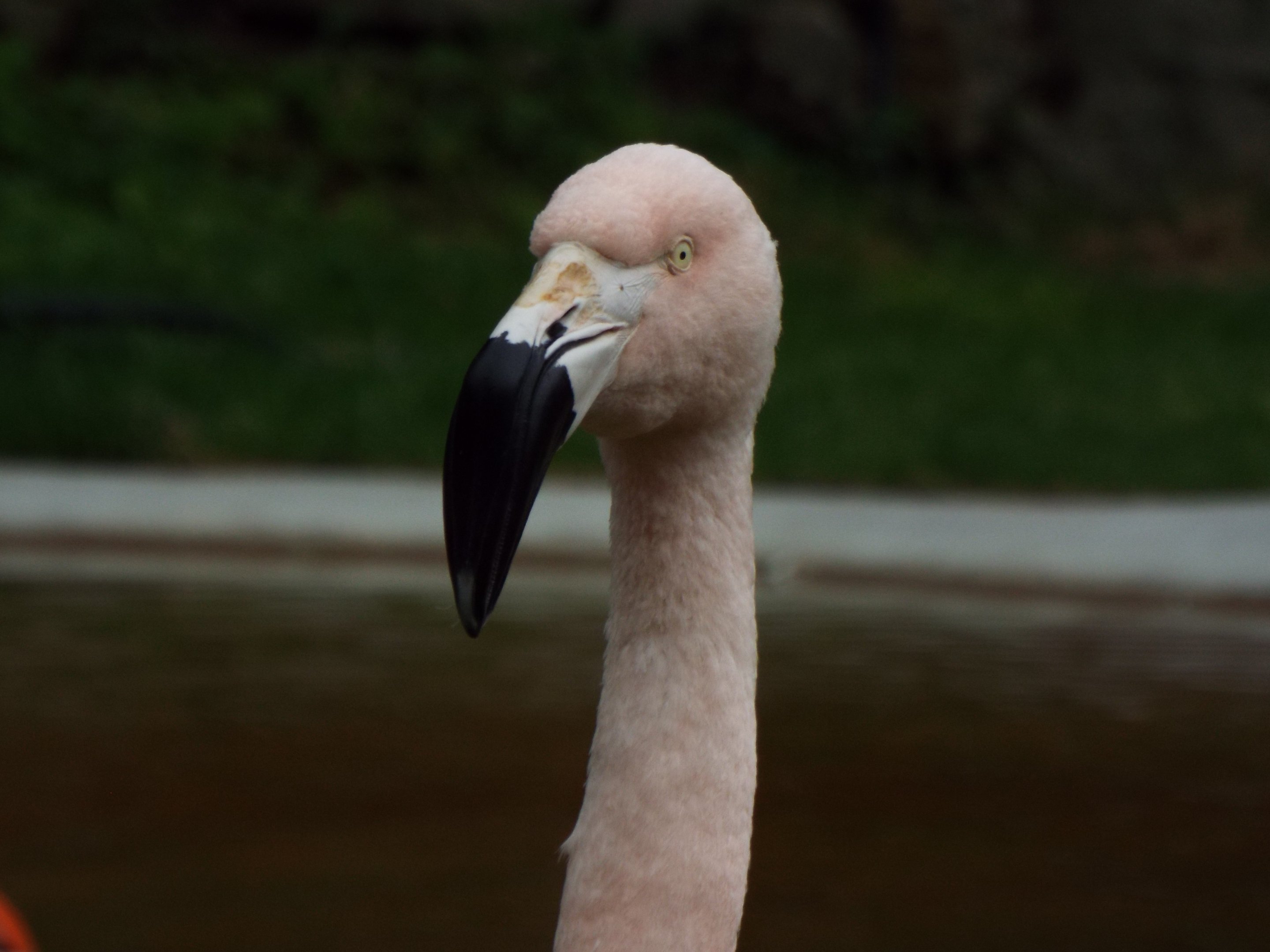 Flamingo Dudley Zoo