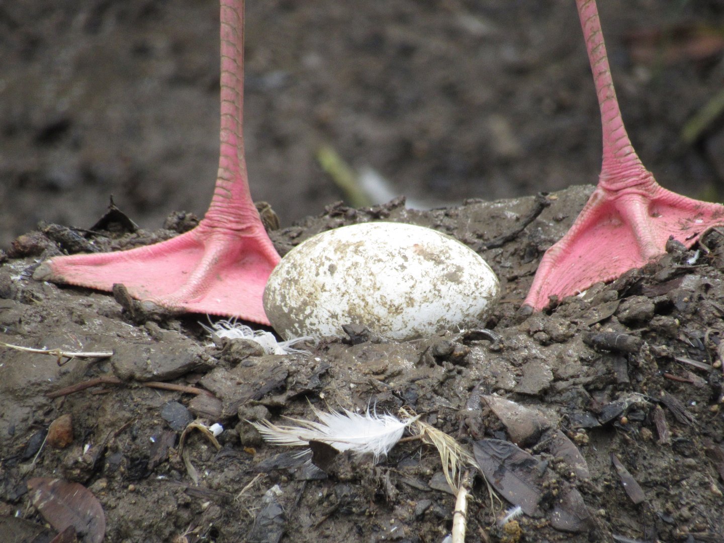 Flamingo Egg