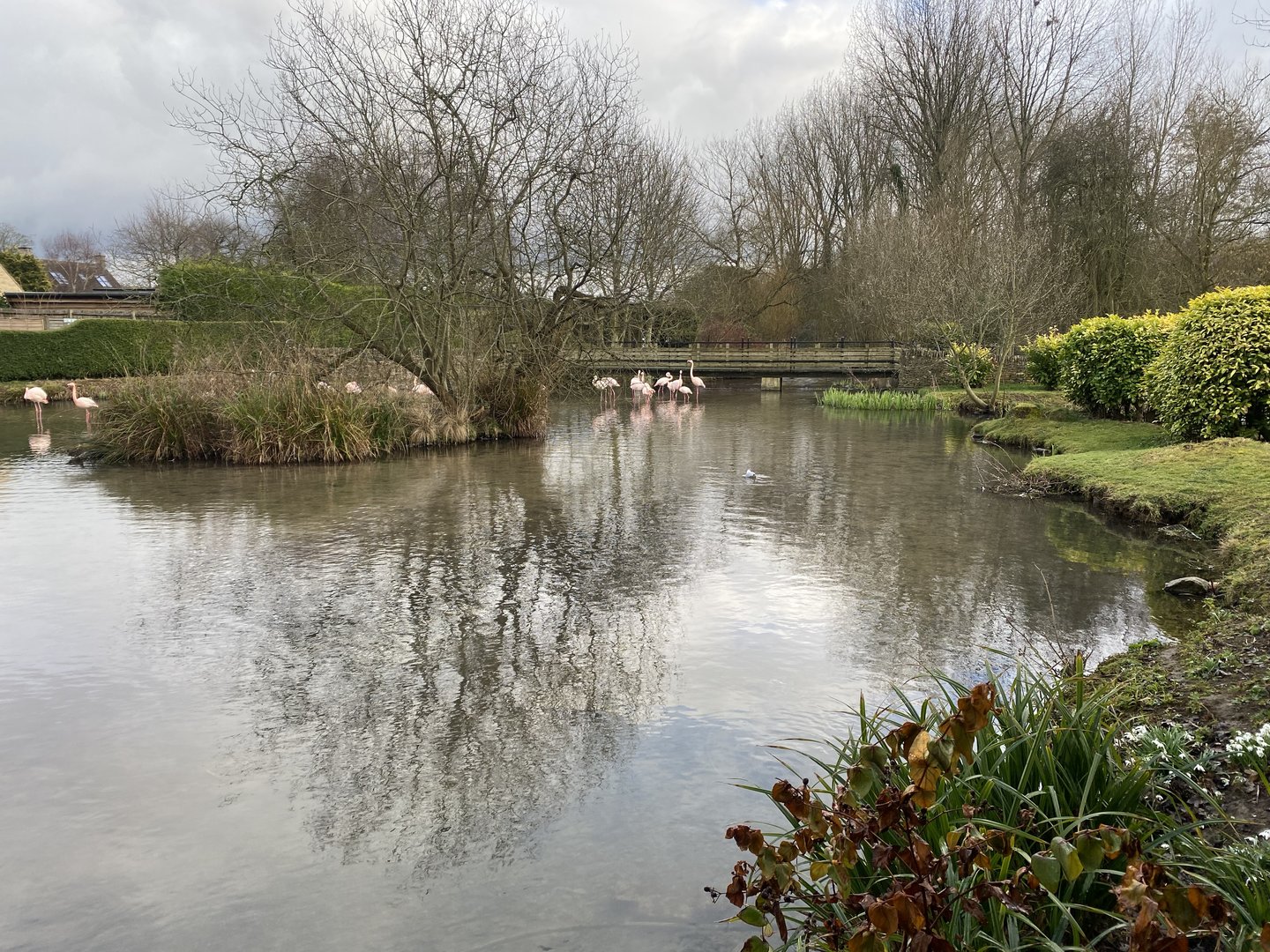 Flamingo enclosure 010323
