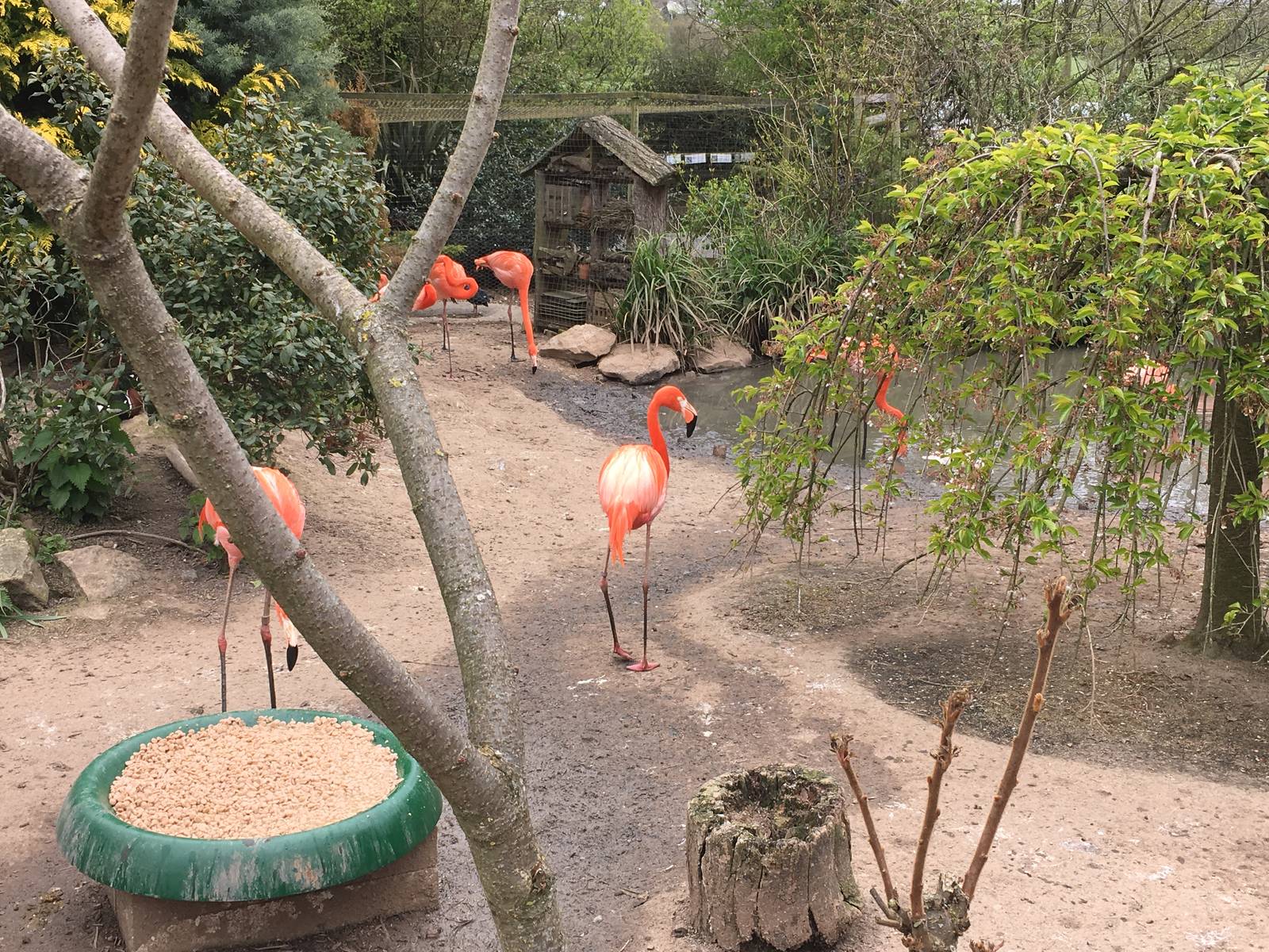 Flamingo enclosure 010516