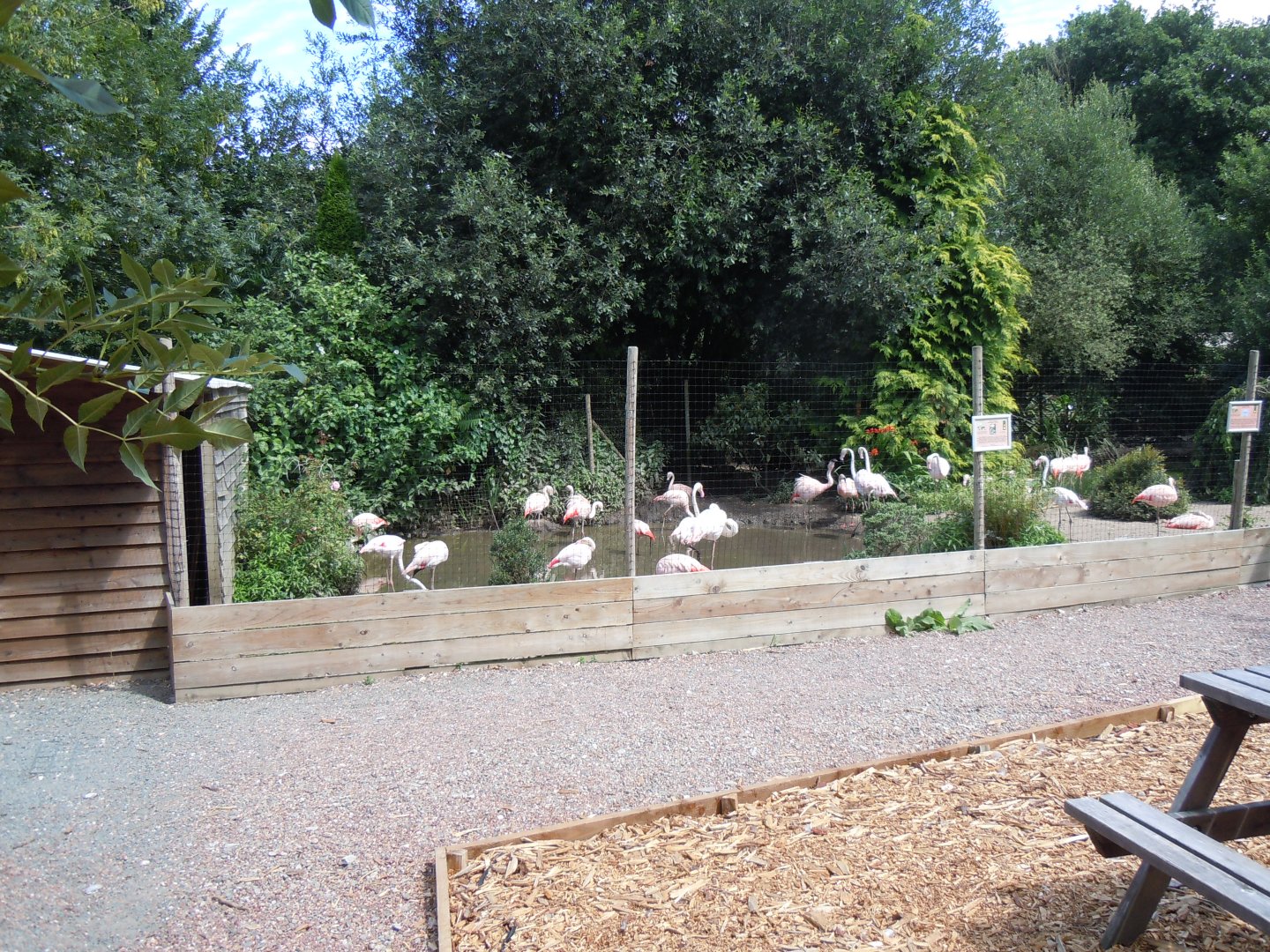 Flamingo enclosure 030820