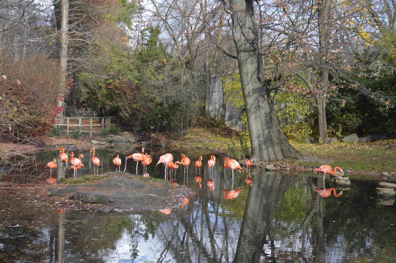 Flamingo enclosure 031215