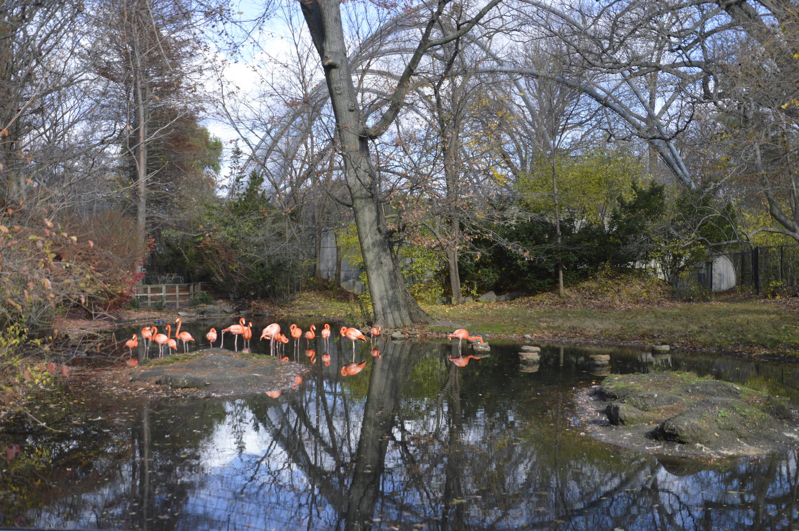 Flamingo enclosure 031215