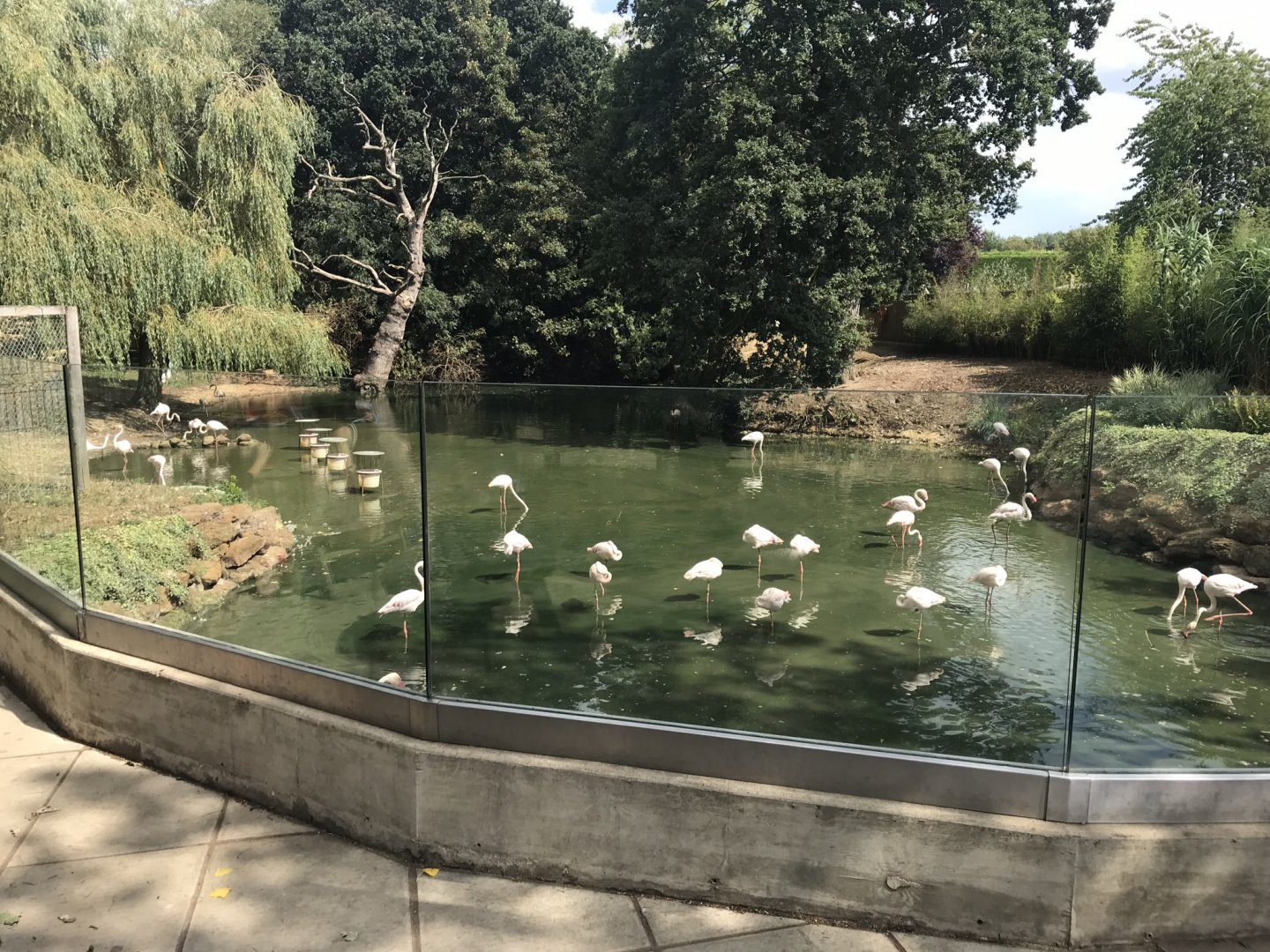 Flamingo enclosure 080818