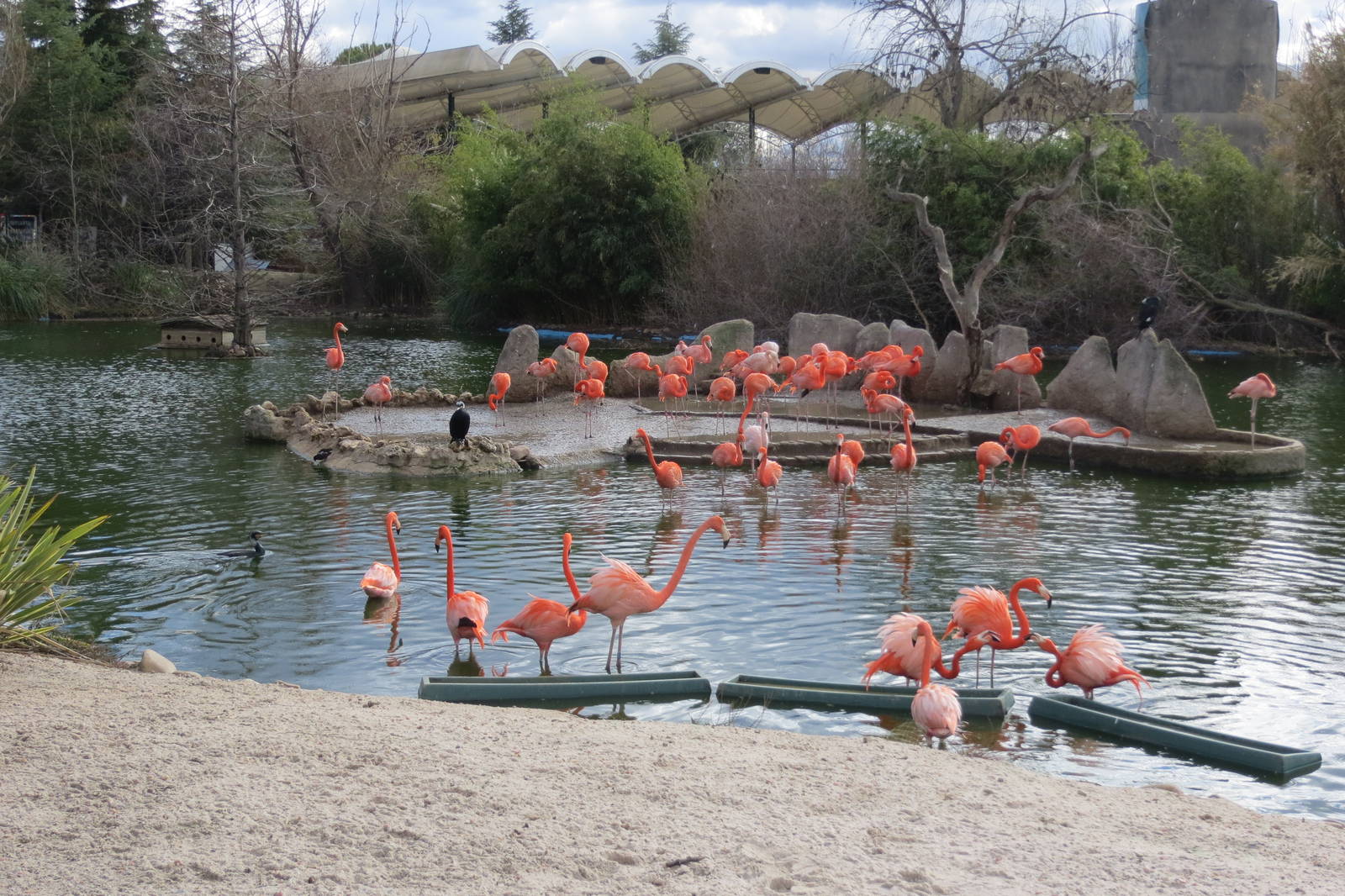 Flamingo enclosure 140216