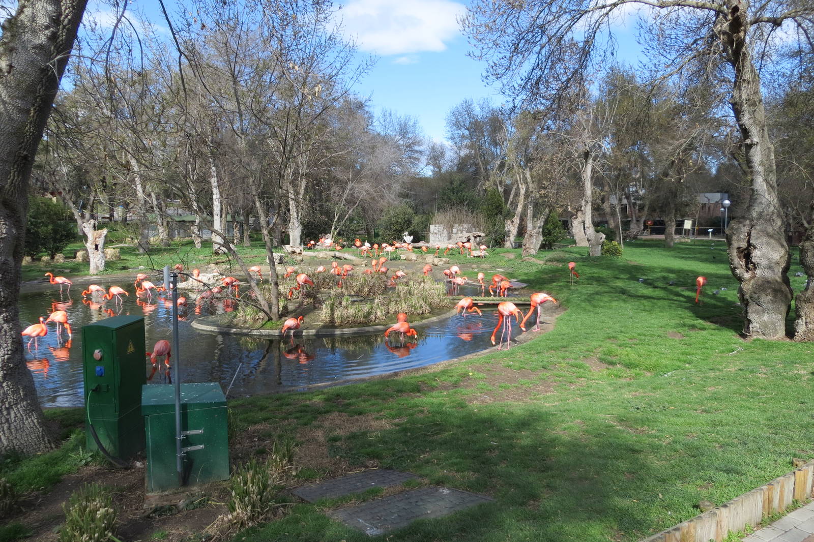 Flamingo enclosure 150216