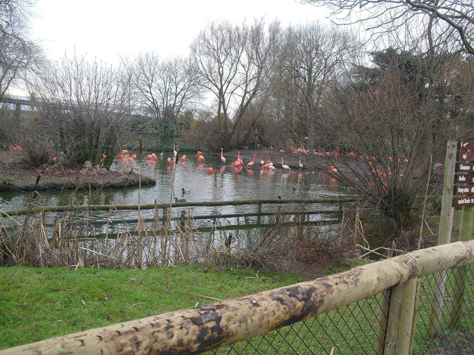 Flamingo Enclosure - 16/02/2011