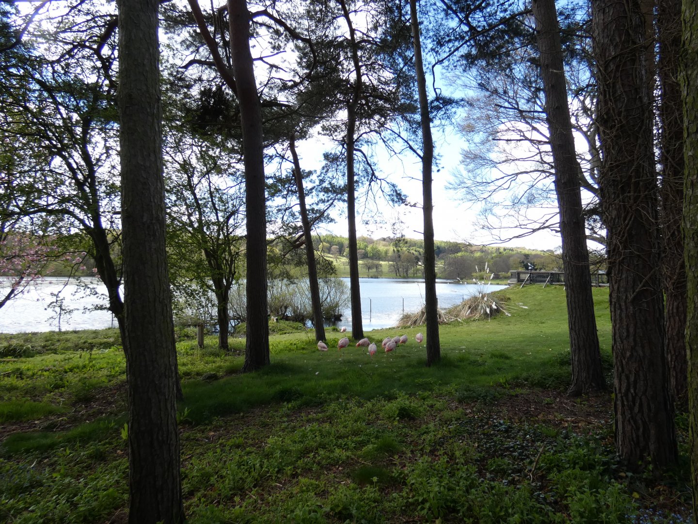 Flamingo enclosure (2)