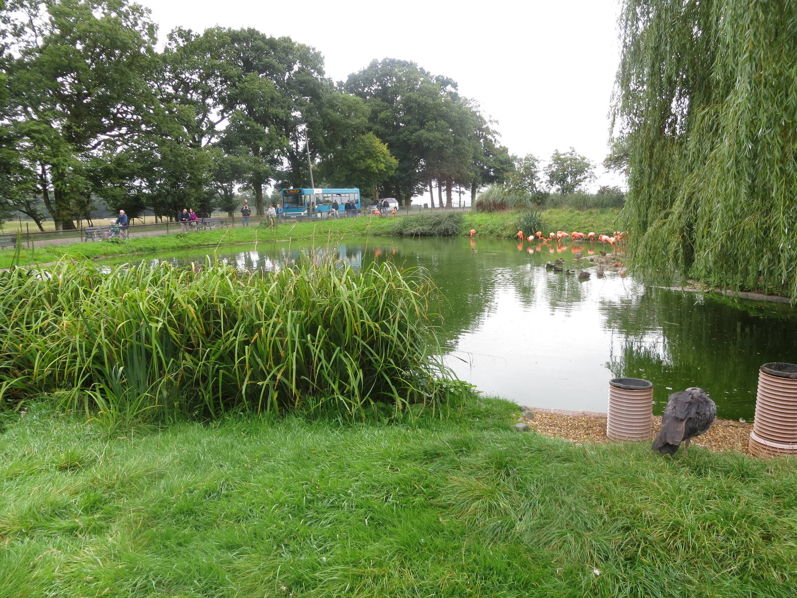 flamingo enclosure 210913