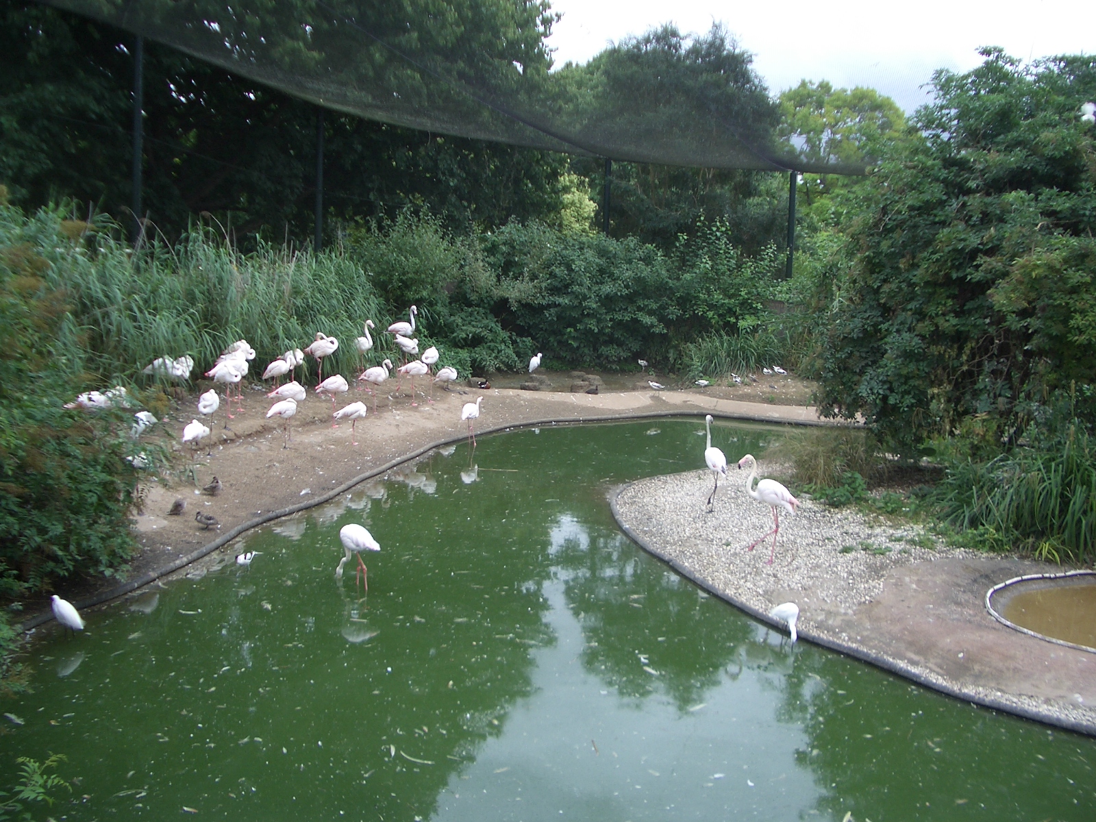 Flamingo Enclosure - 24.07.2010