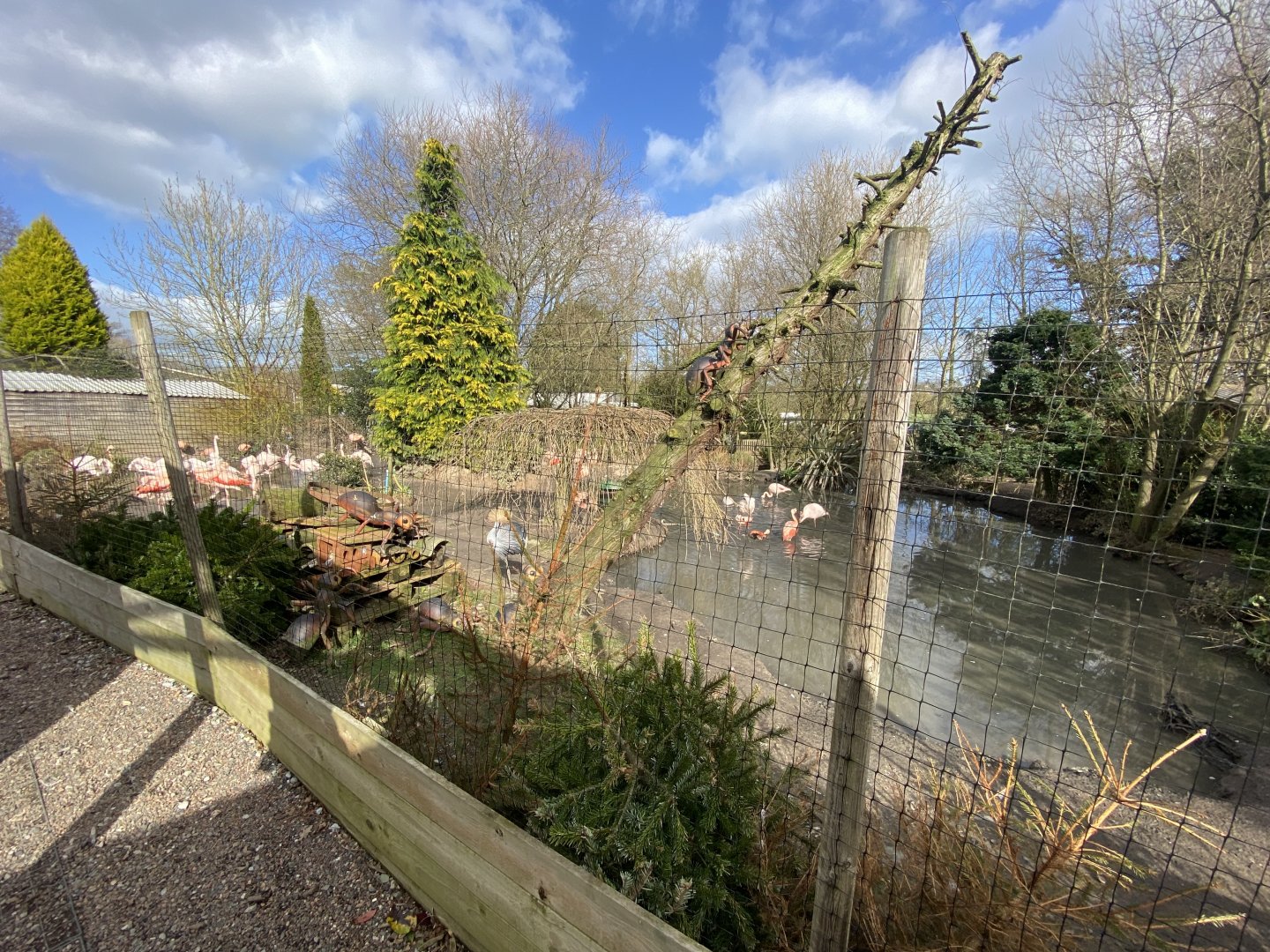 Flamingo enclosure 250222