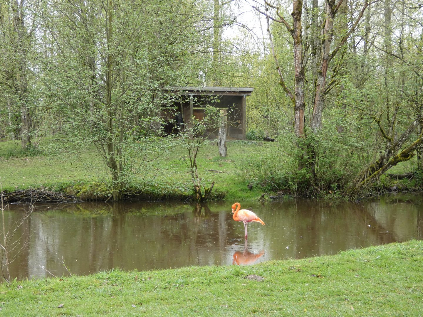 Flamingo enclosure (American flamingo)