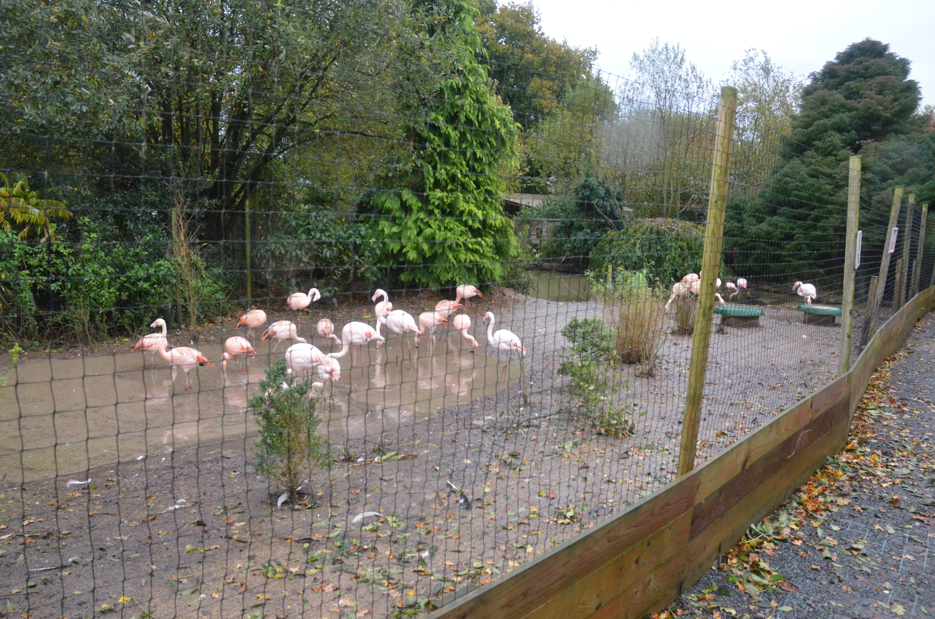 Flamingo Enclosure at Axe Valley, 02/11/19