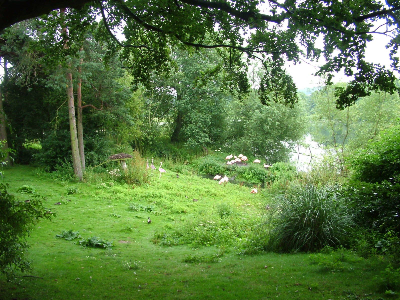 Flamingo enclosure at Harewood 01/08/09