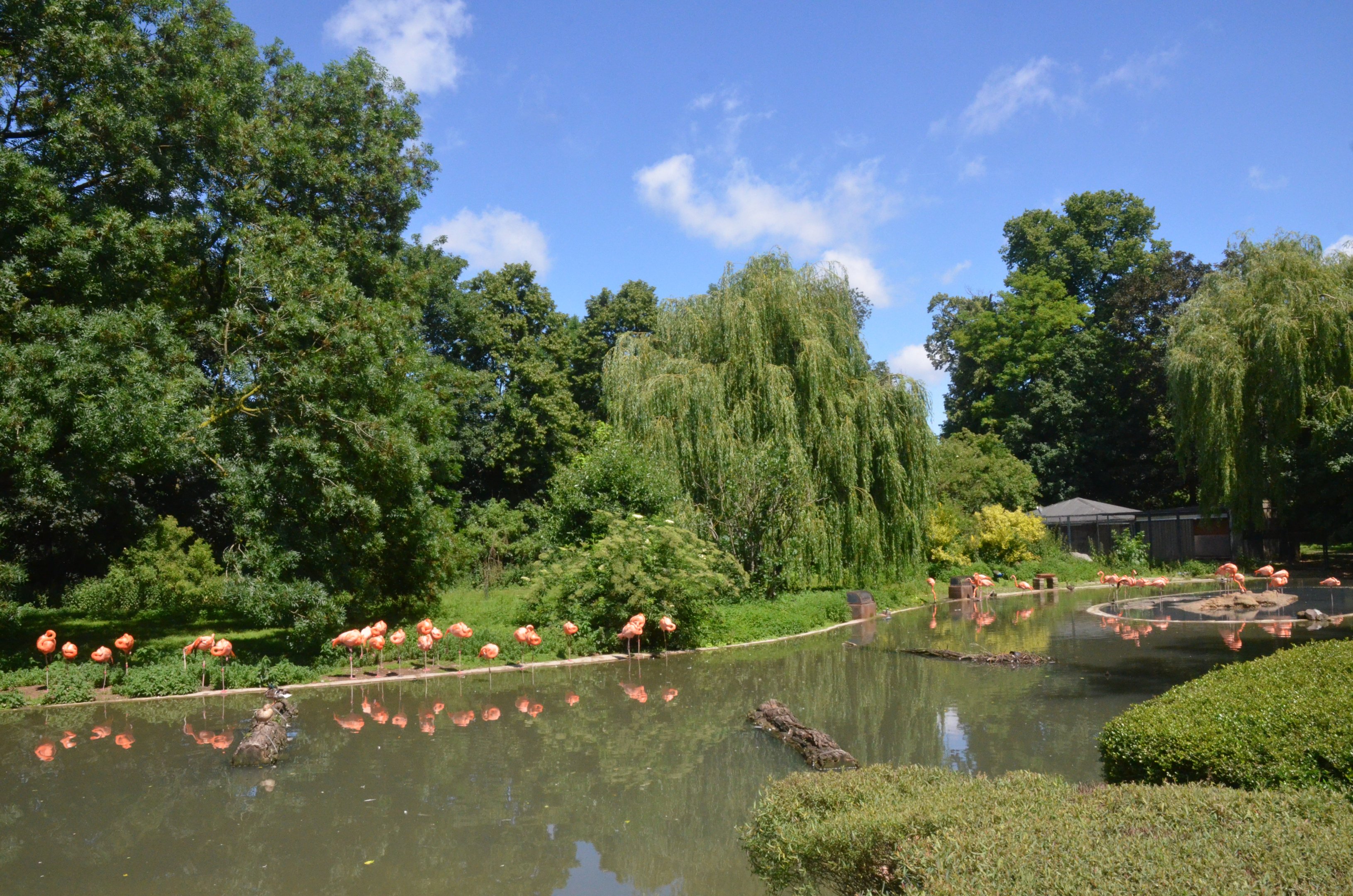 Flamingo Enclosure at Krefeld, 15/06/19