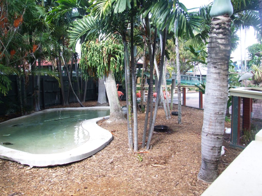 Flamingo Enclosure at Miami Seaquarium, 16/10/13