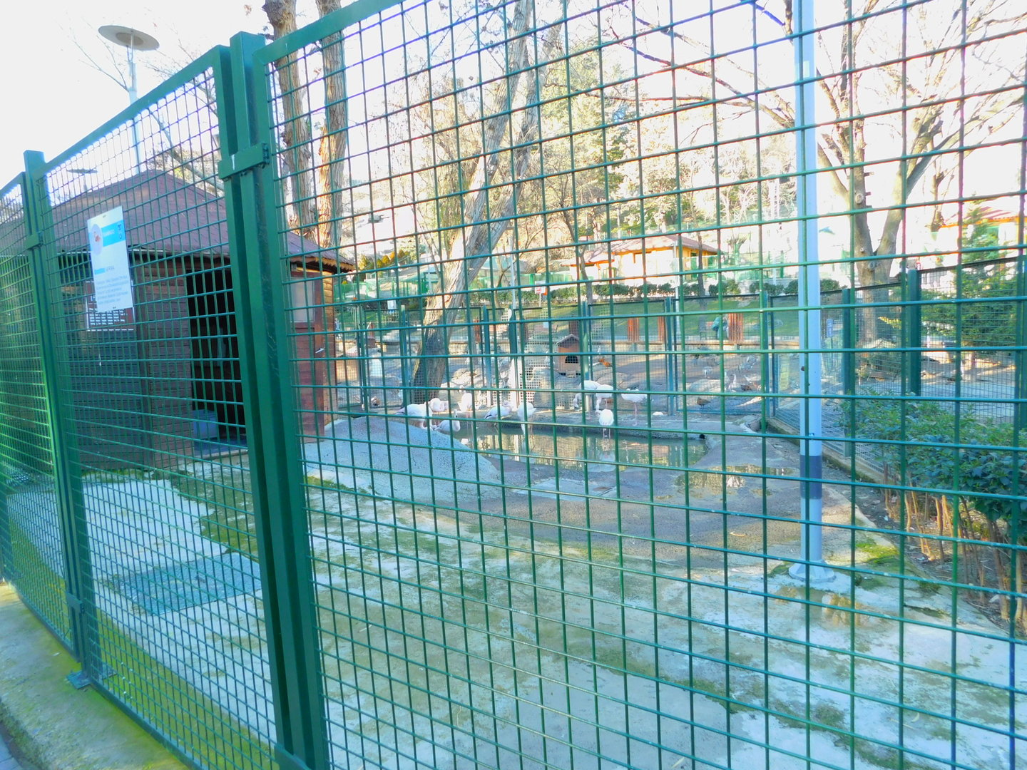 Flamingo Enclosure at the Ankara Domestic Animal Park