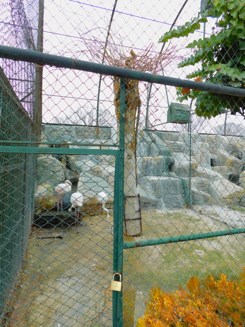 Flamingo Enclosure at the Karatay Zoo