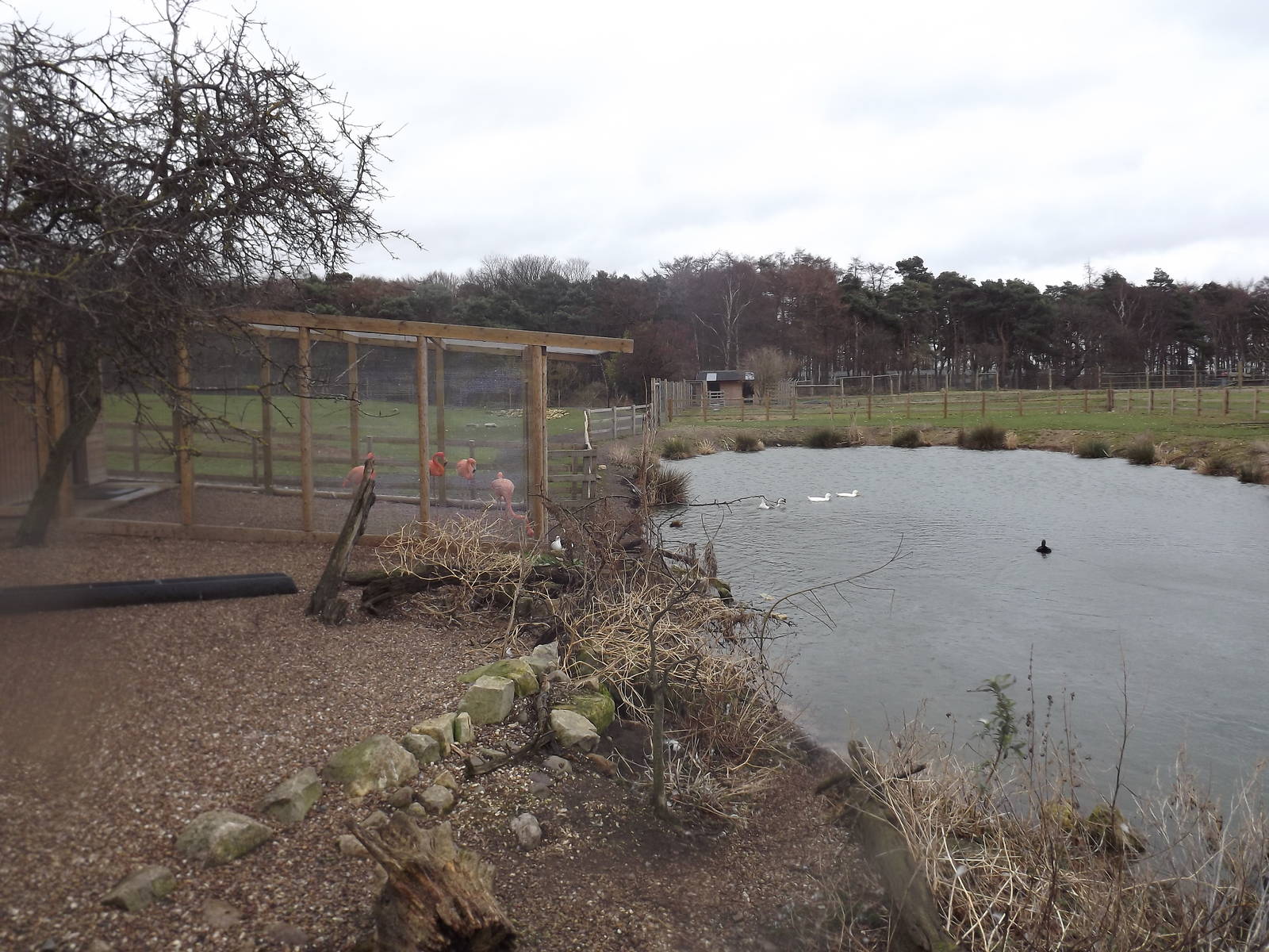 Flamingo enclosure at Yorkshire Wildlife Park 18/02/12