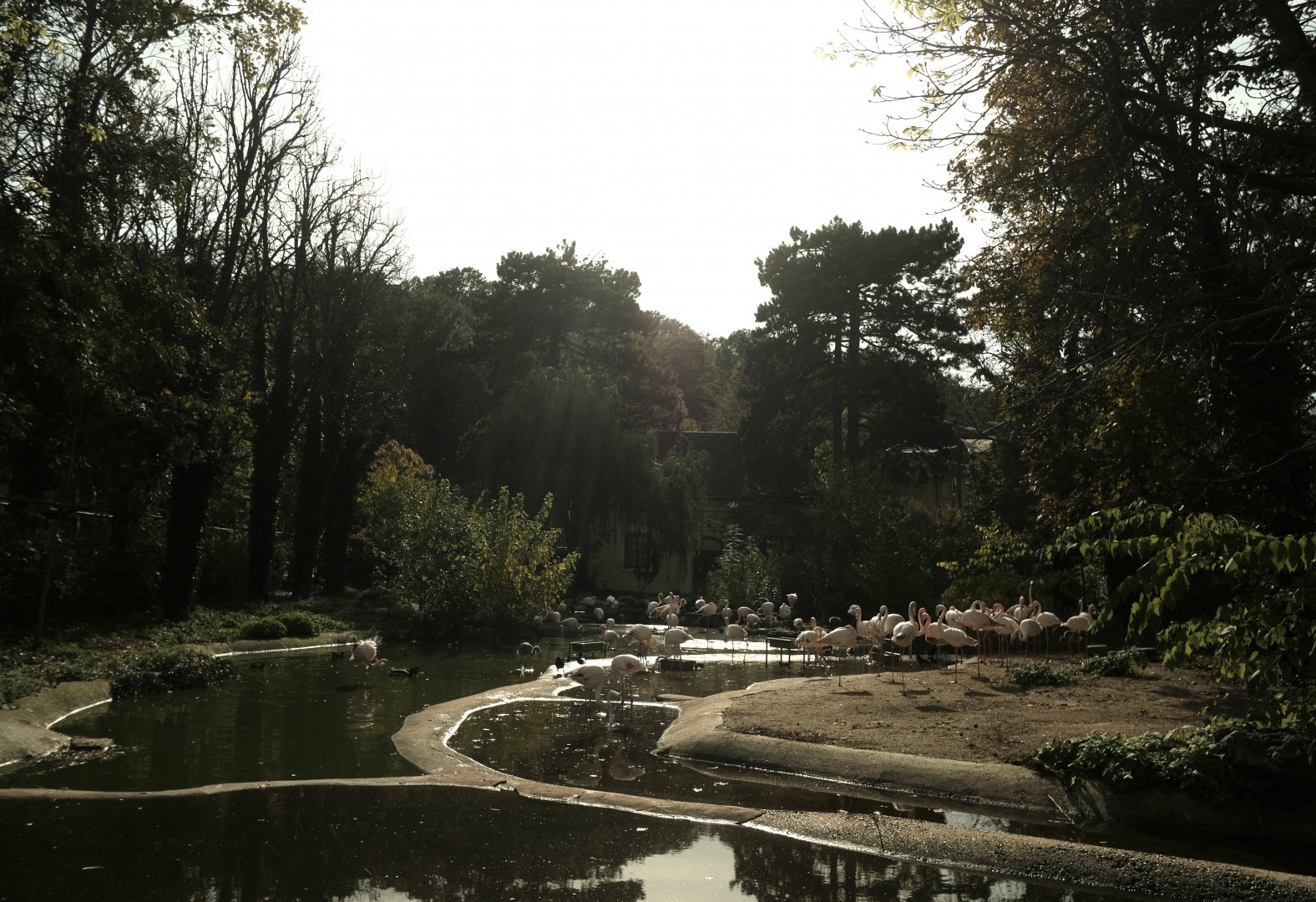 Flamingo Enclosure - Fall 2024