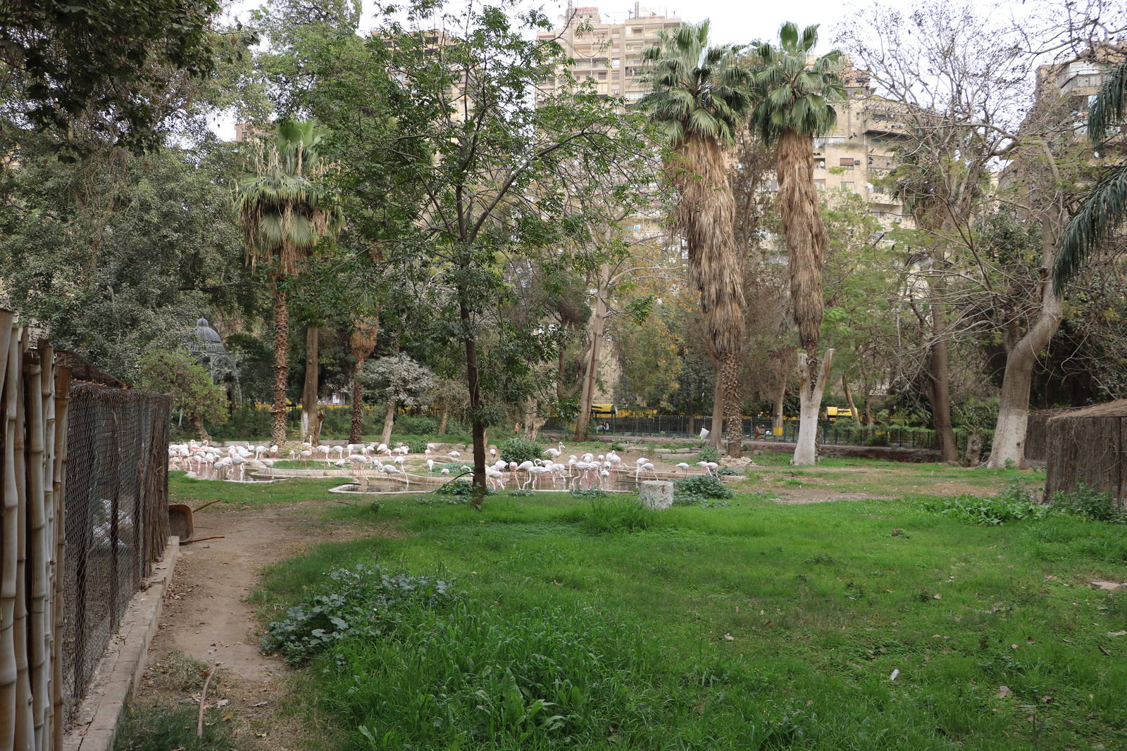 Flamingo enclosure, February 2016
