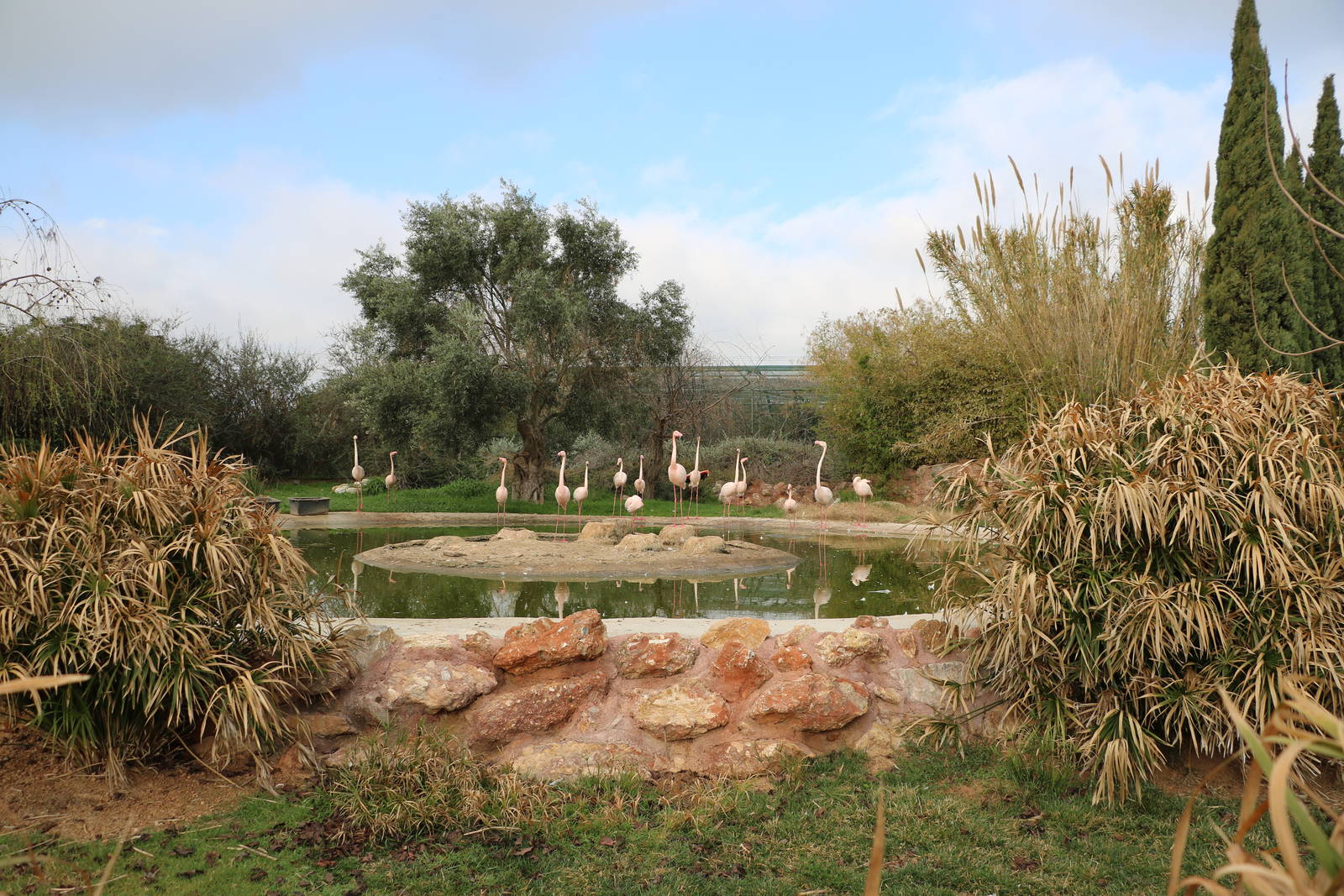 Flamingo enclosure, February 2016