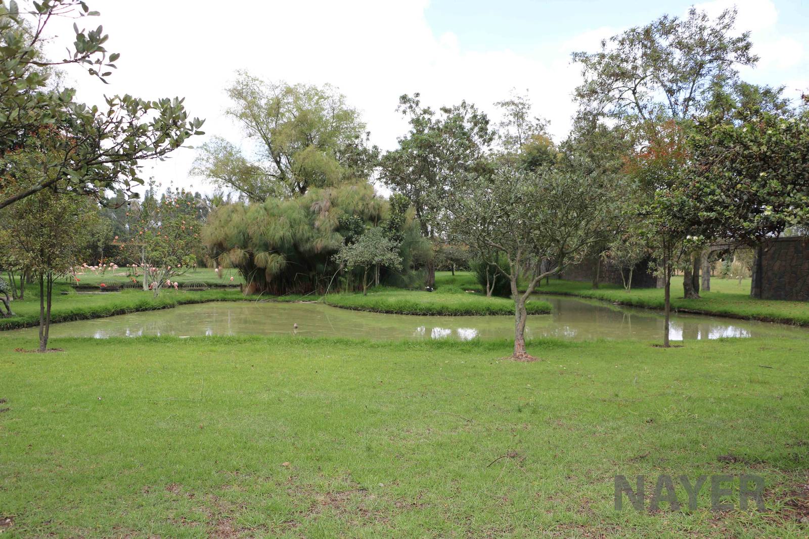 Flamingo enclosure, March 2016