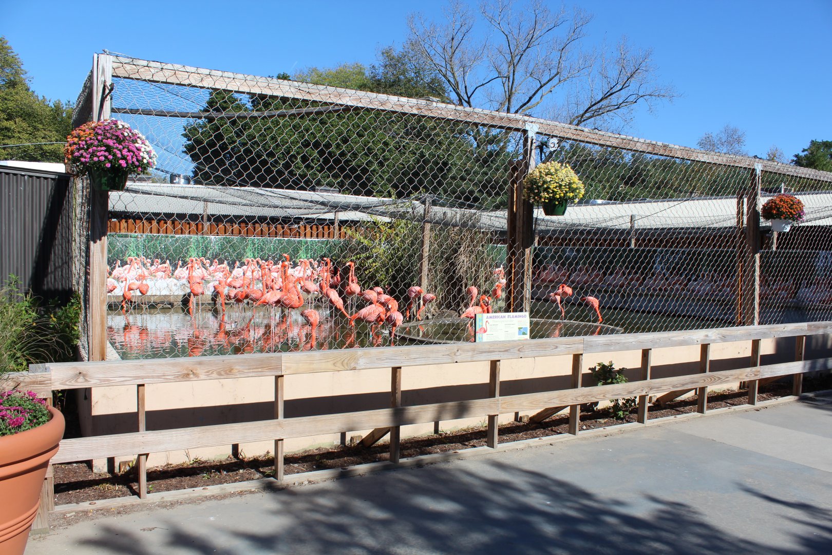 Flamingo Enclosure - Oct 2017