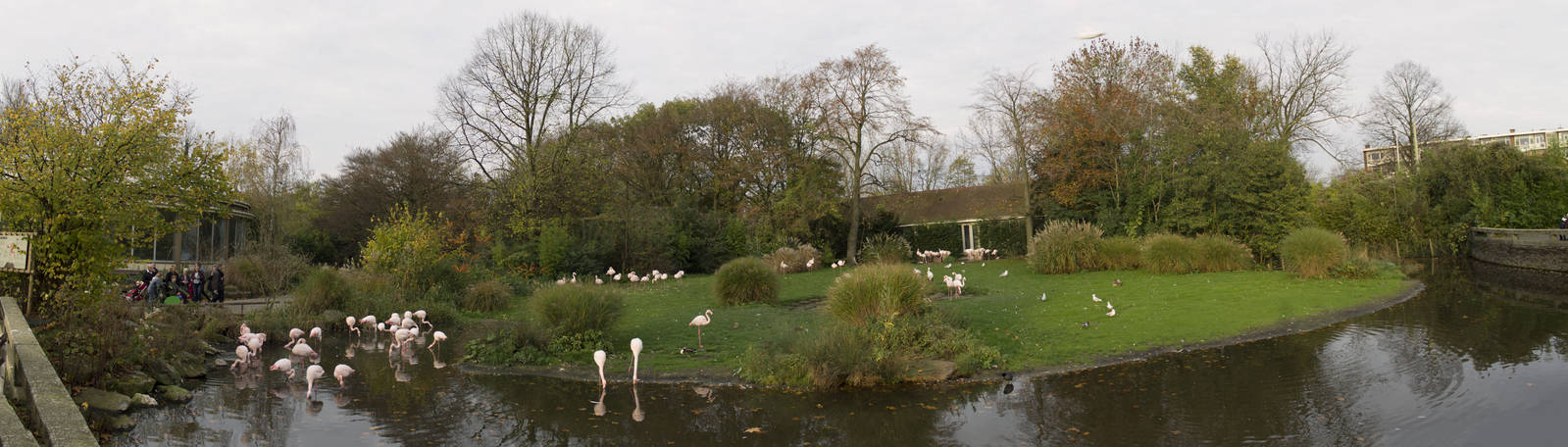 Flamingo enclosure panorama