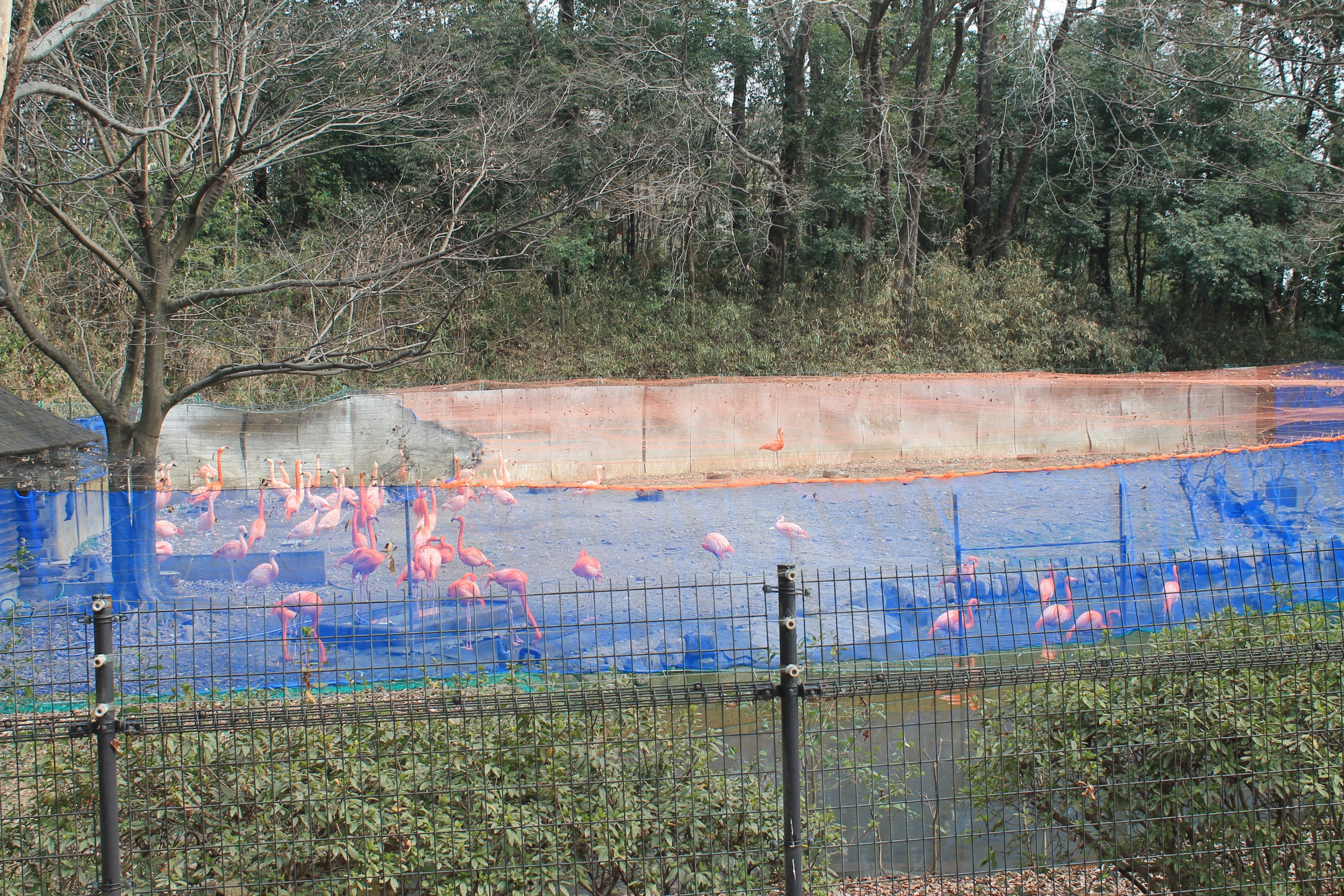 Flamingo enclosure - Saitama Childrens Zoo