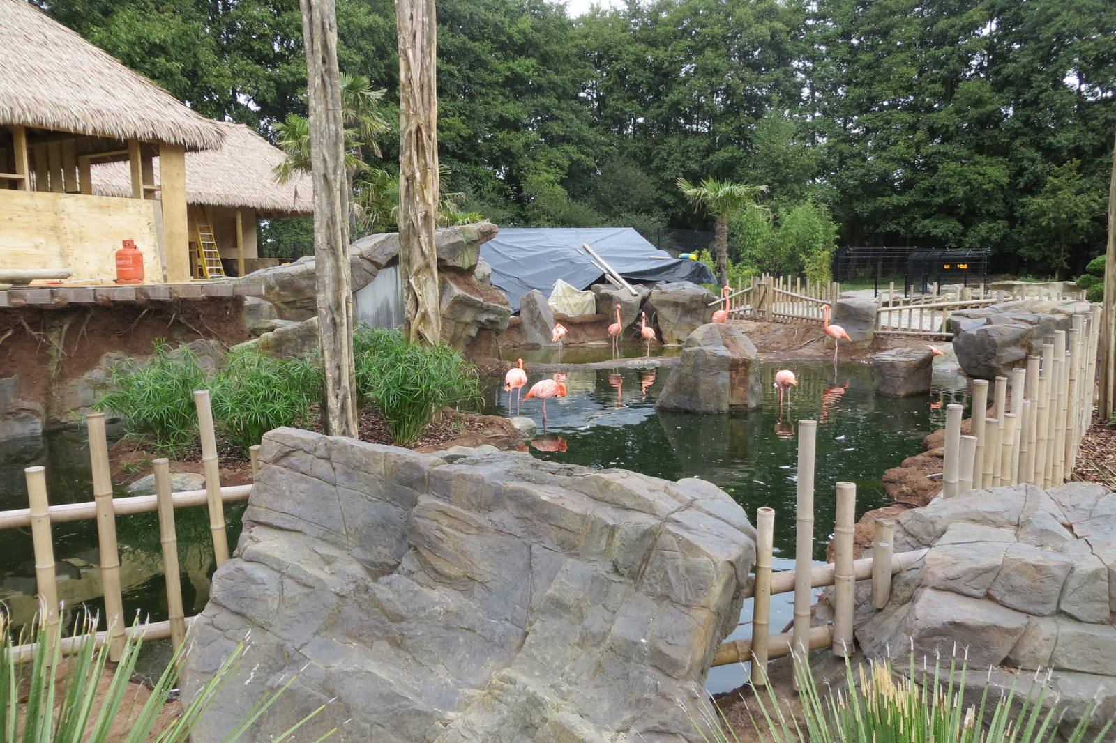 Flamingo enclosure under development 10/14