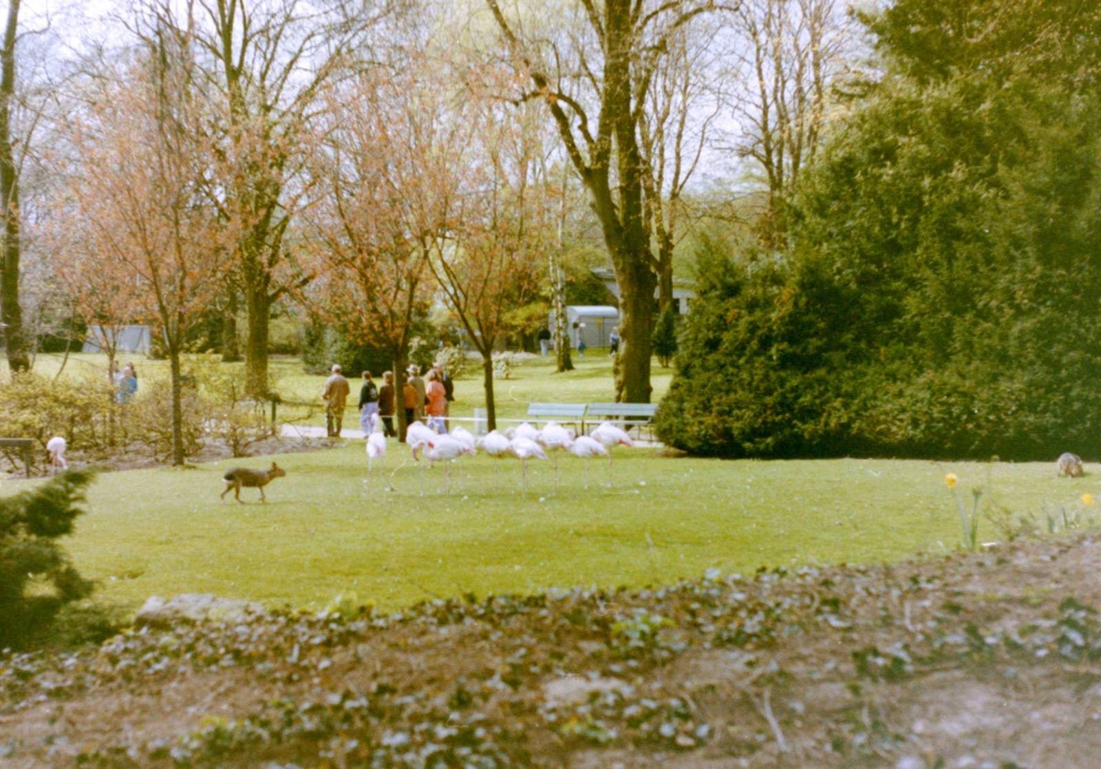 Flamingo enclosure with free-ranging Patagonian cavy's