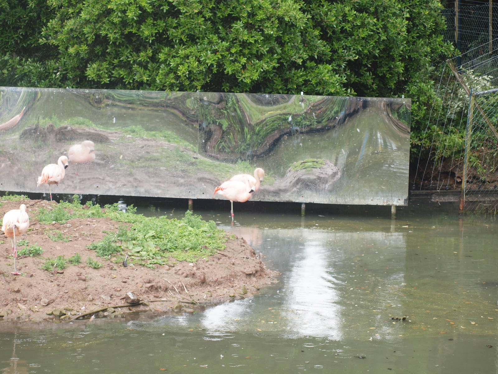 flamingo enclosure with mirrors