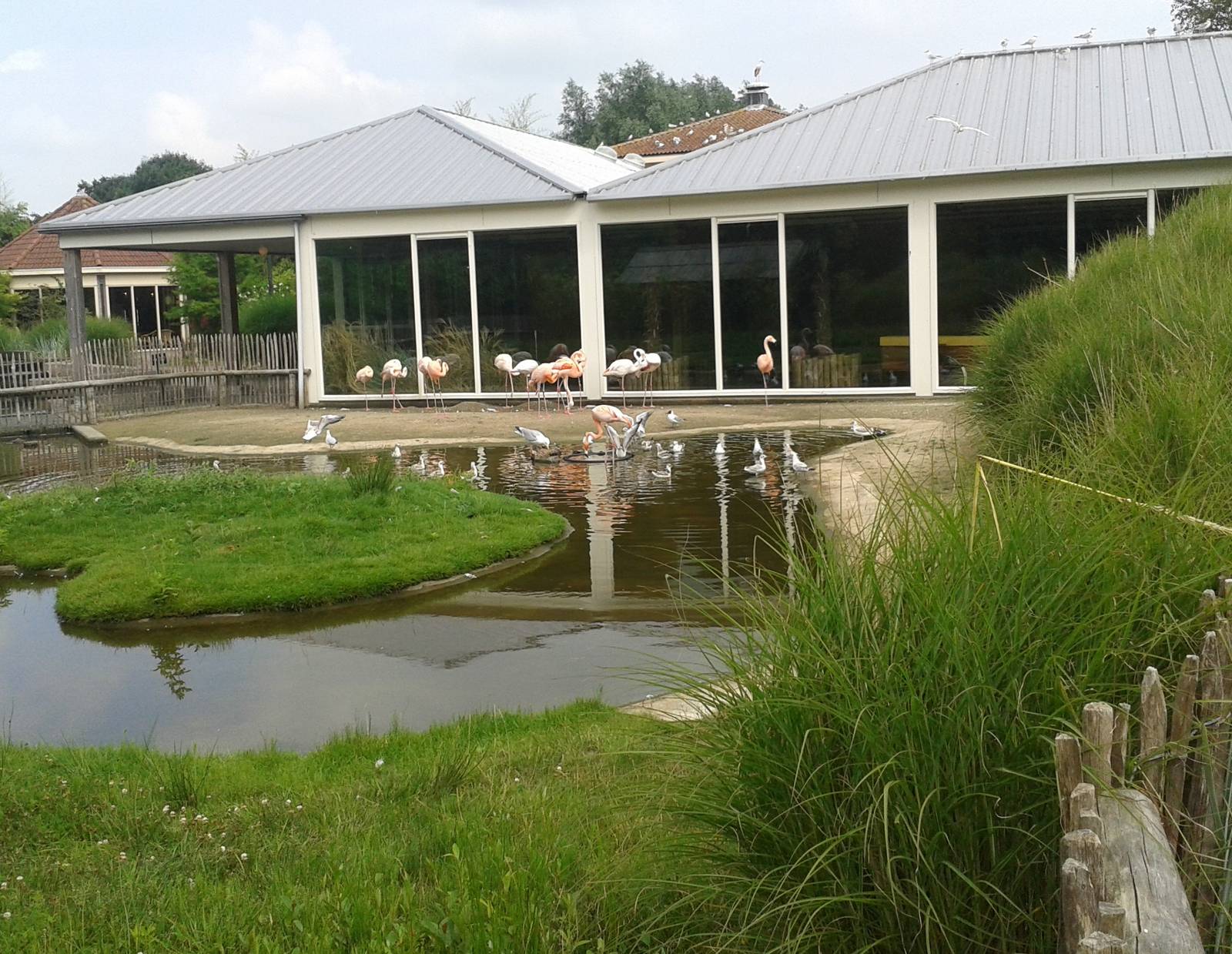 Flamingo enclosure
