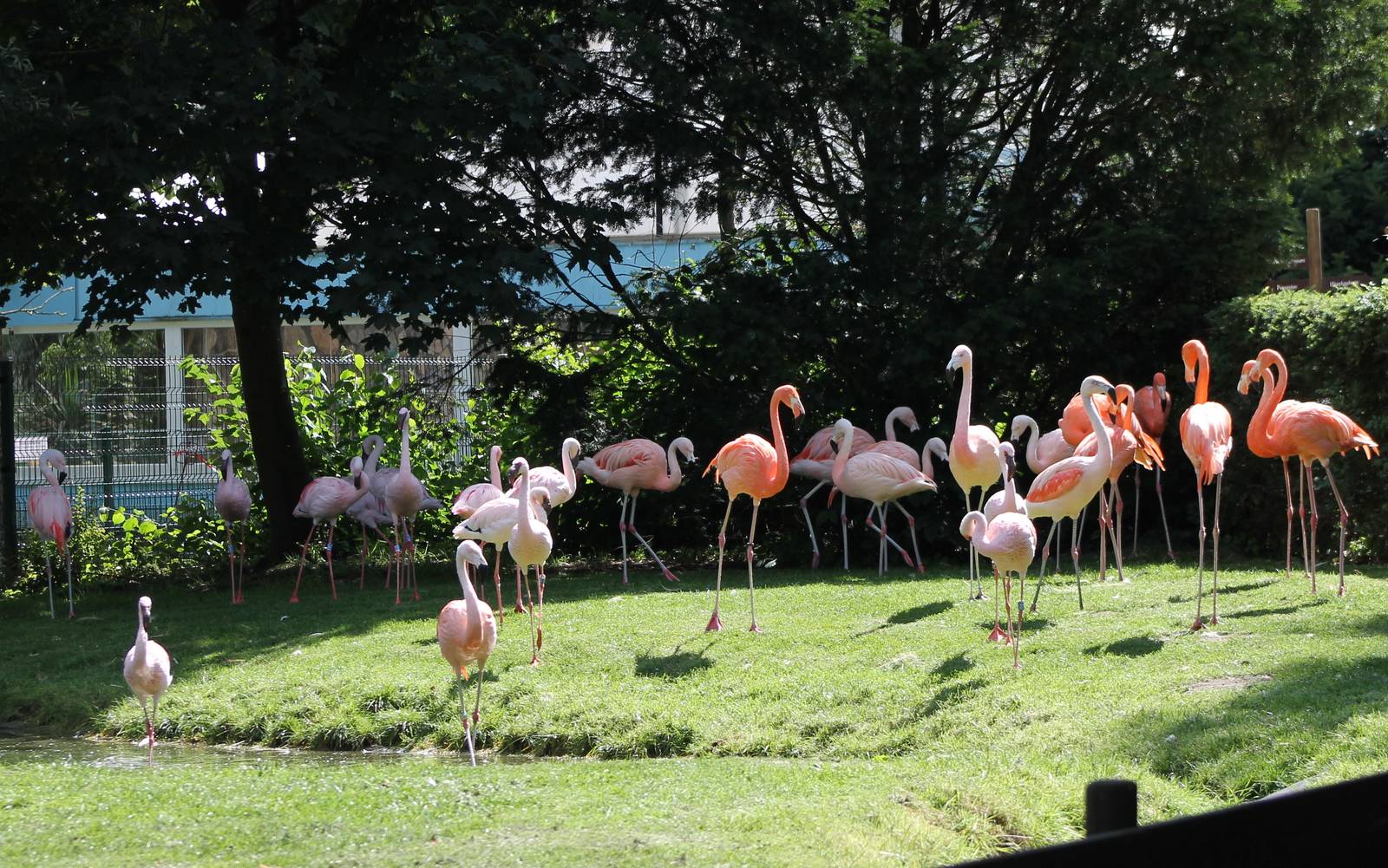 Flamingo enclosure